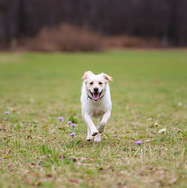 dog running in field.jpg