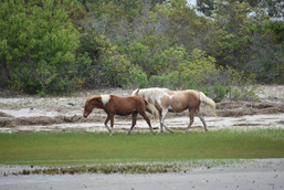 DSC_0925.JPG
