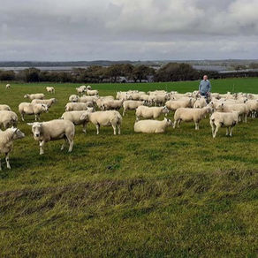 Meat from grazed grass through management and breeding 