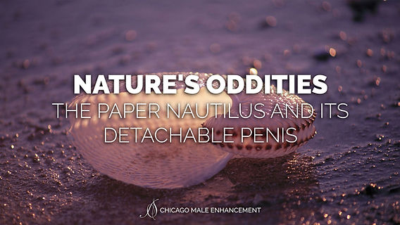 Nature's Oddities: The Paper Nautilus and Its Detachable Penis