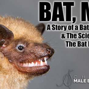 BAT, MAN: A Story of a Bat’s “Bat Pole” & Science of The Bat Penis