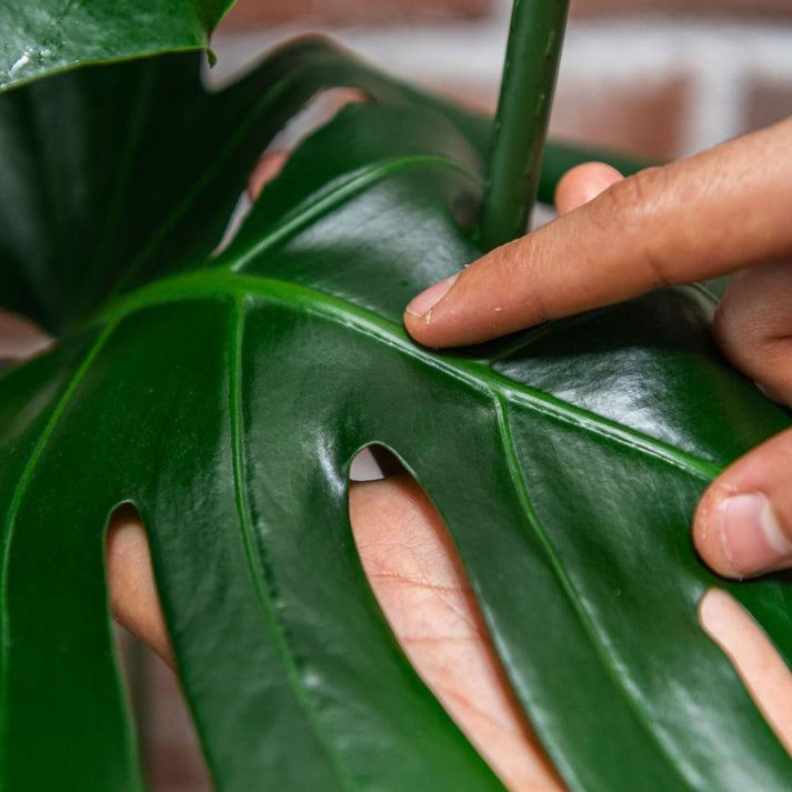 Thumbnail: We the Wild - Neem Oil Protect Spray
