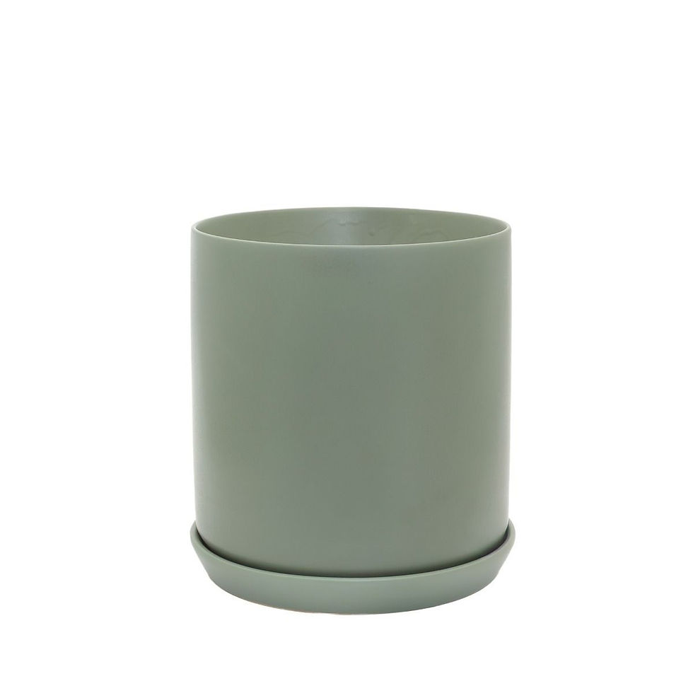 Thumbnail: Potted - Olso Planter Eucalyptus - Various Sizes