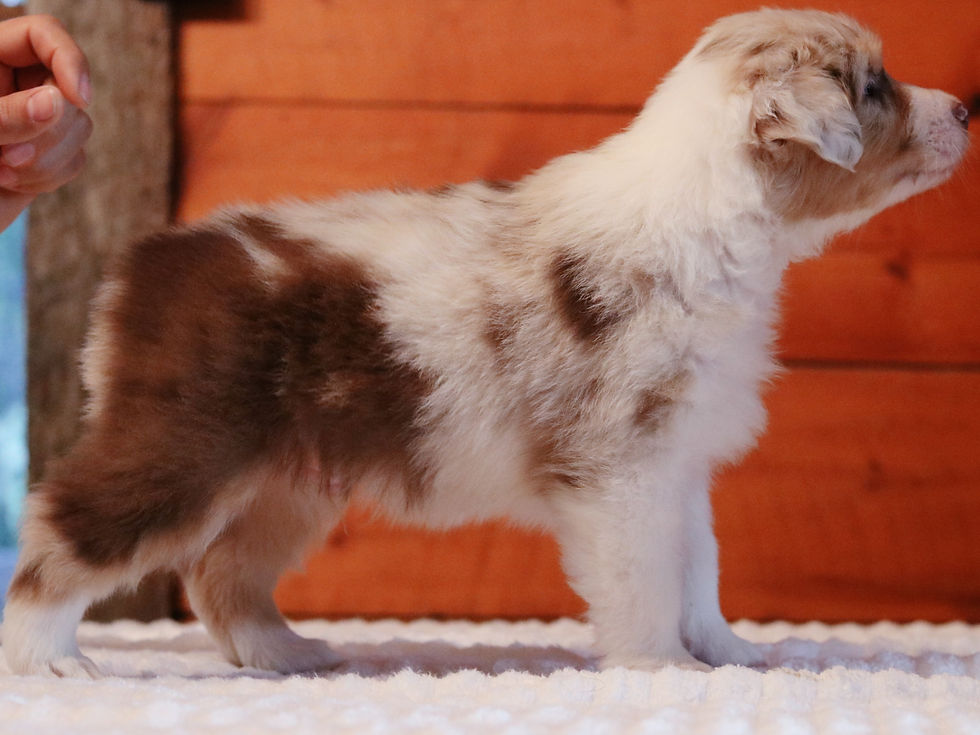 Whiskey - Red Merle Male