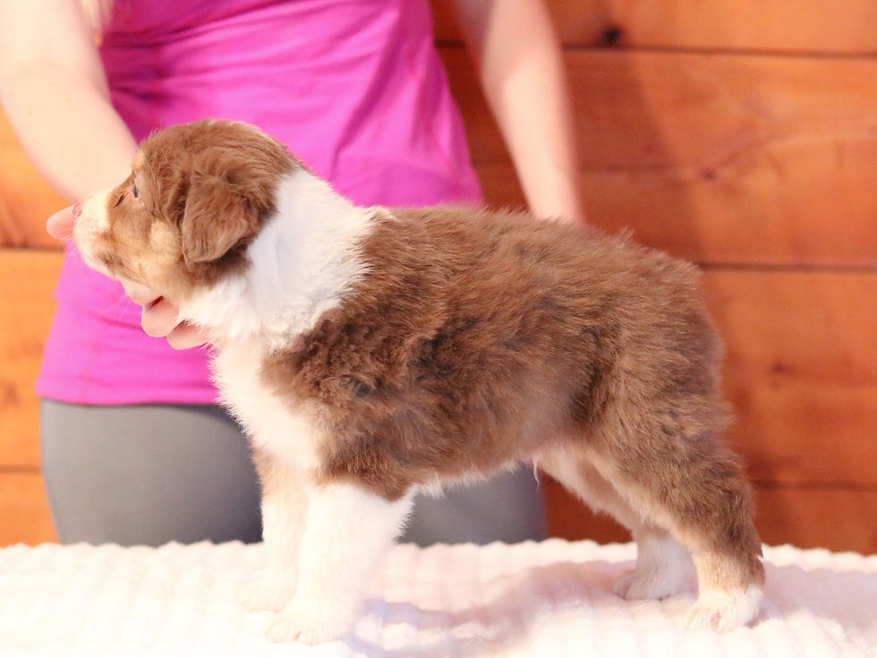 Clifford - Red Tri Male