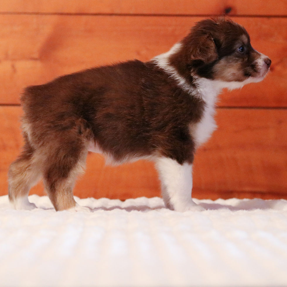 Mouse - Red Tri Female