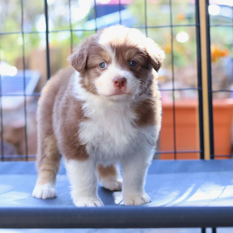 Charlie - Red Tri Male