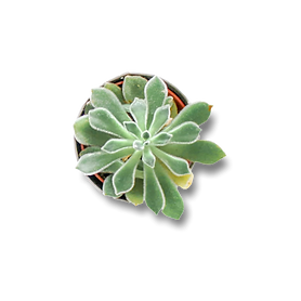 Untitled design (63).png