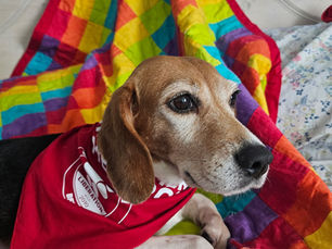 Tawney the rescued Ridglan beagle relaxing safely at home