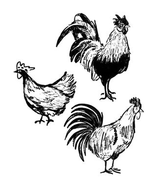 Sketch of a hen and two roosters