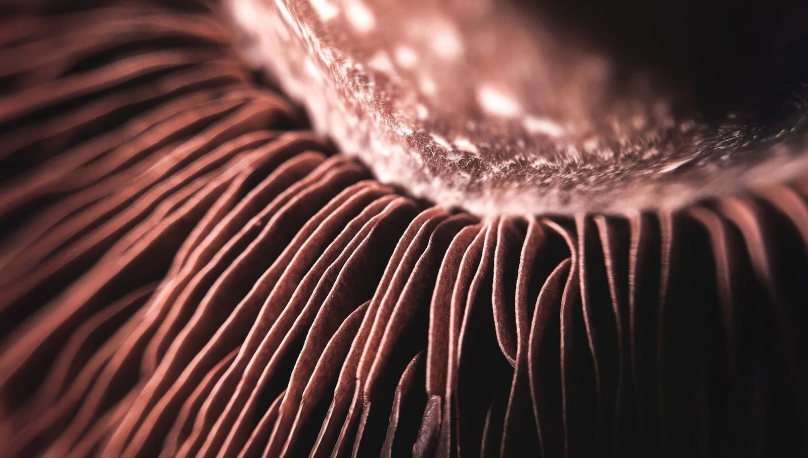 Close-up of brown mushroom gills