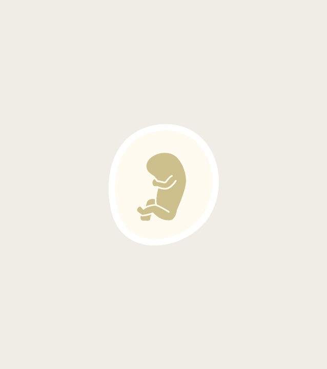 Pregnancy 12-16 week progress diagram