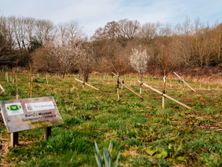 Planting 350 trees in Barry’s Meadow