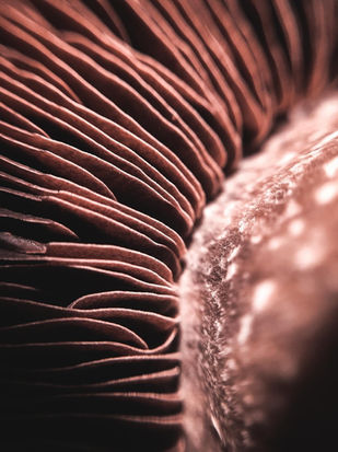 Macro shot of intricate mushroom gills
