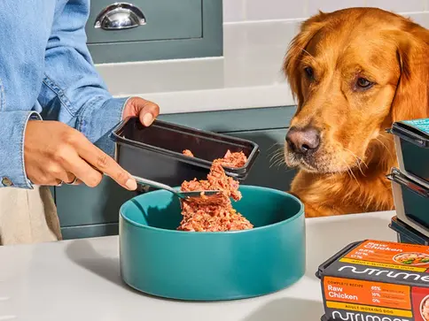 Person filling dog bowl with food while a golden retriever watches nutriment