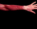 Human arm with visible muscles, veins, and bones