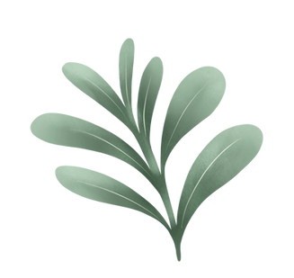 Illustration of a leafy green plant