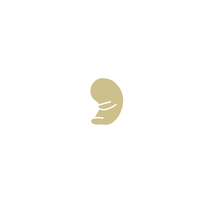 Early pregnancy + viability scan