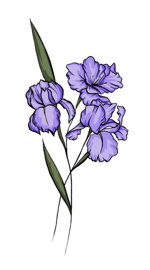 Purple iris flower illustration