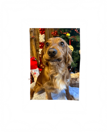 Adorable dog posing for a photo with a Christmas tree background inside a frame
