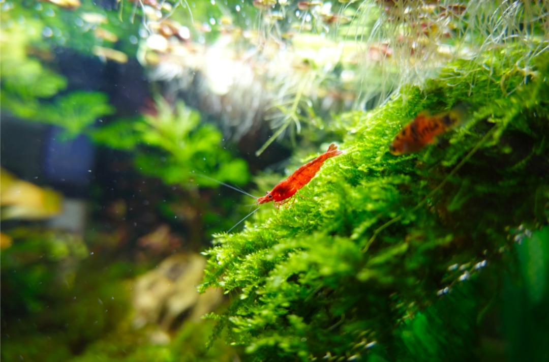 Red Cherry Shrimp (Neocaridina davidi)