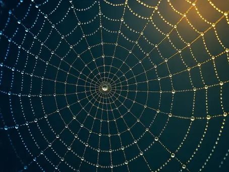 THREADS OF STRENGTH: WHAT A SPIDER’S WEB CAN TEACH US ABOUT FASCIA