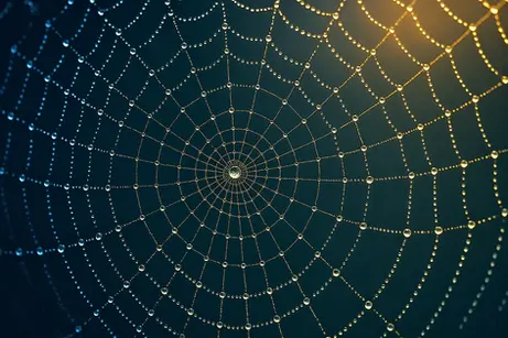 THREADS OF STRENGTH: WHAT A SPIDER’S WEB CAN TEACH US ABOUT FASCIA