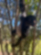 monkey sanctuary, re-homed pet monkey
