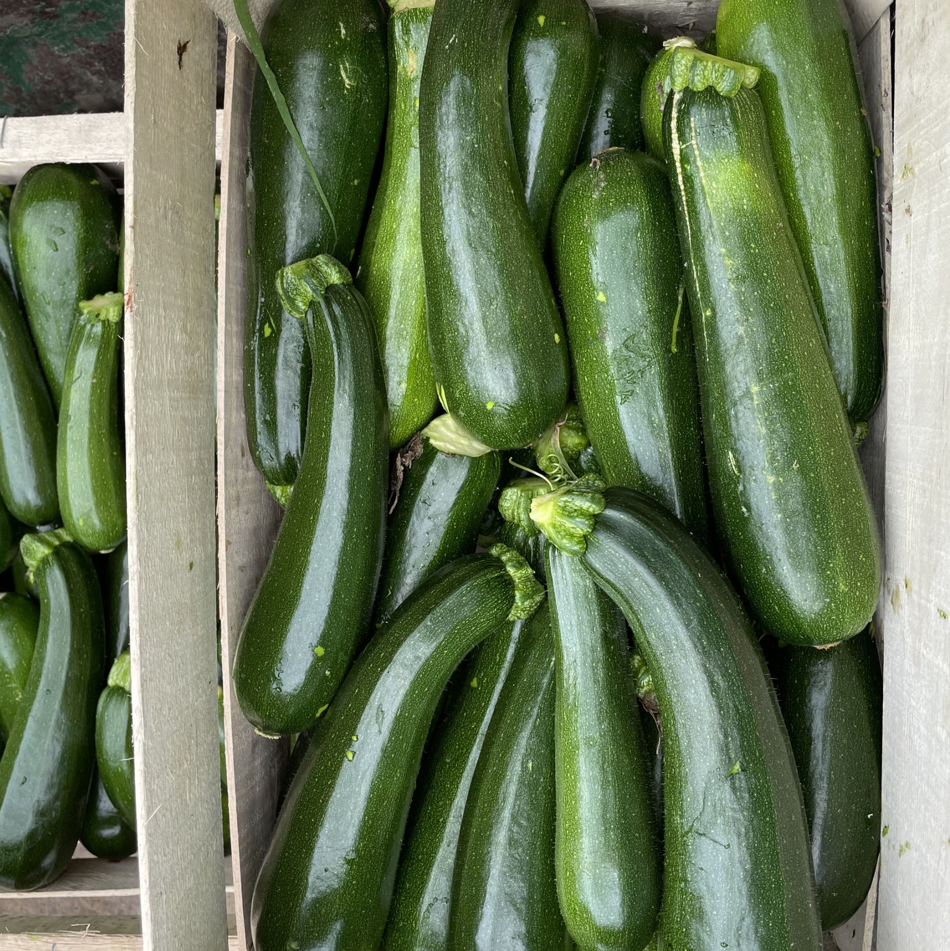 Courgette
