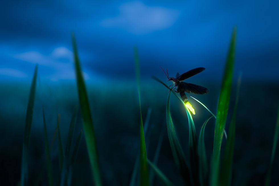 glowing firefly on a grass filed at night.jpg