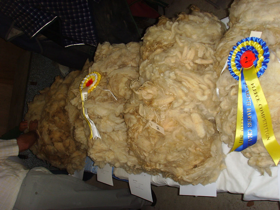 Prizewinning fleeces