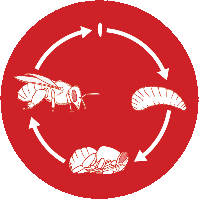bee_lifecyclegif.gif
