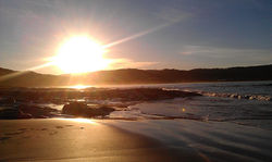 PURPOISE BAY CATLINS - South Island