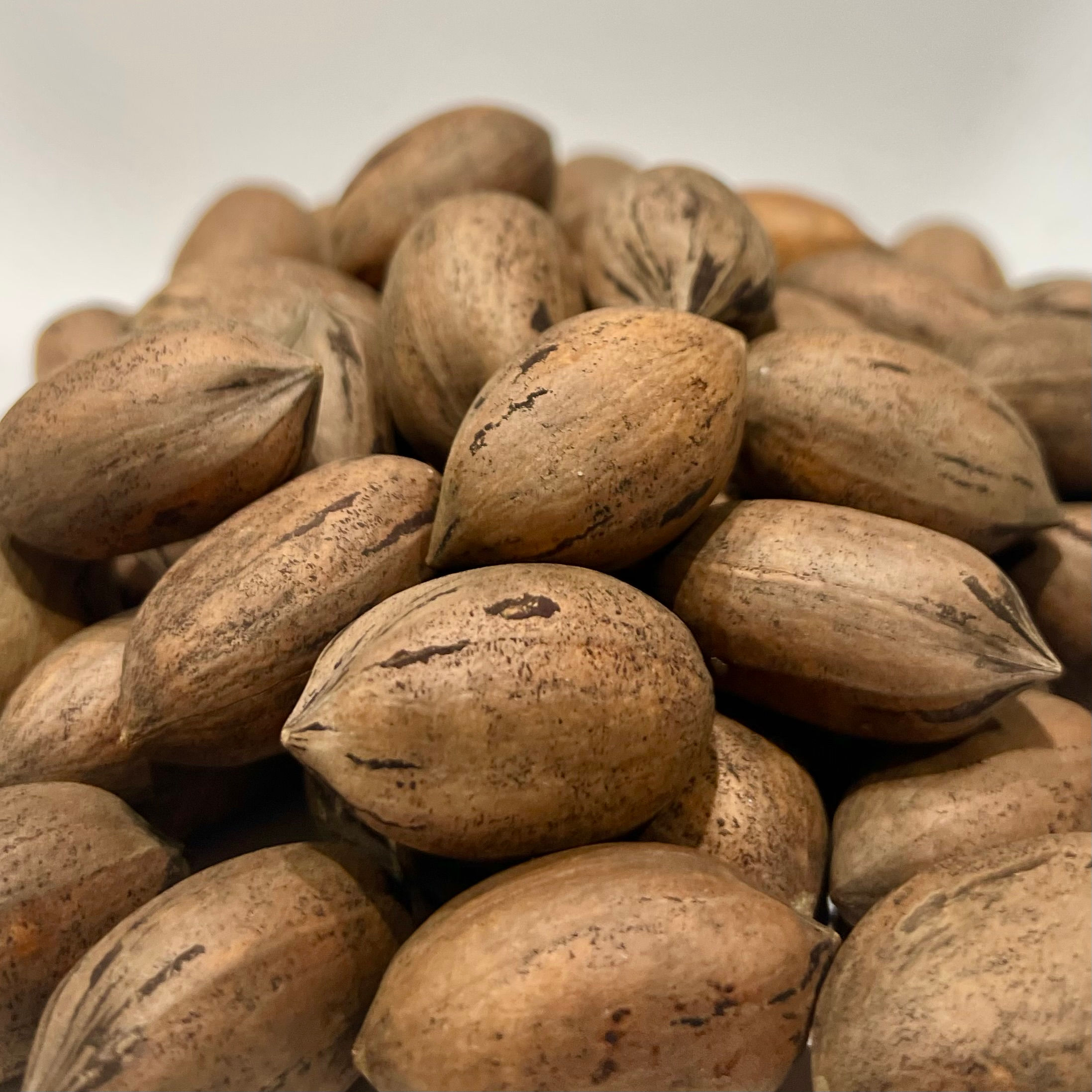 Certified Organic Apache Pecan Seed Nut