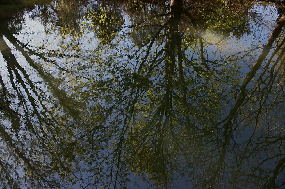 Reflections of Nature