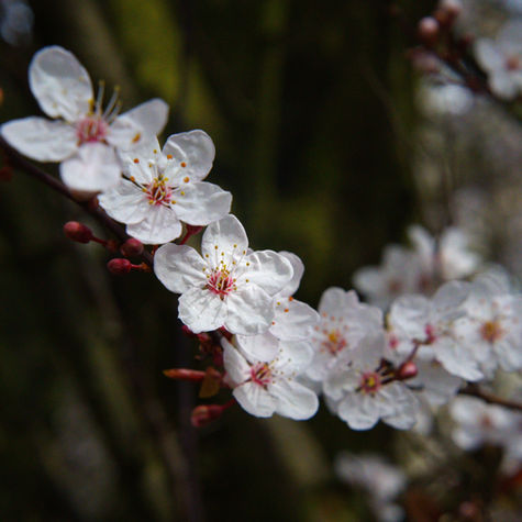 St Andrews Springs Forward