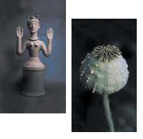 papaver somniferum.png