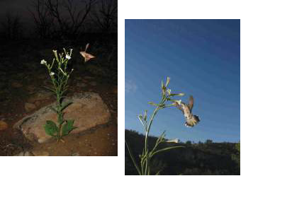 nicotiana attenuata flowers.png