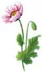 Poppy.png