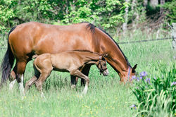 MarieRoy-RestlessPines-Equestrian-9973