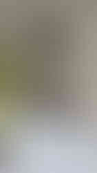 Stainless Steel Cooker Hood