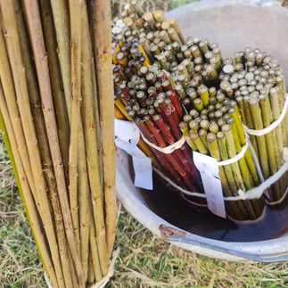 Willow Cuttings