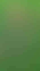 Willow Stars & Bird Feeders