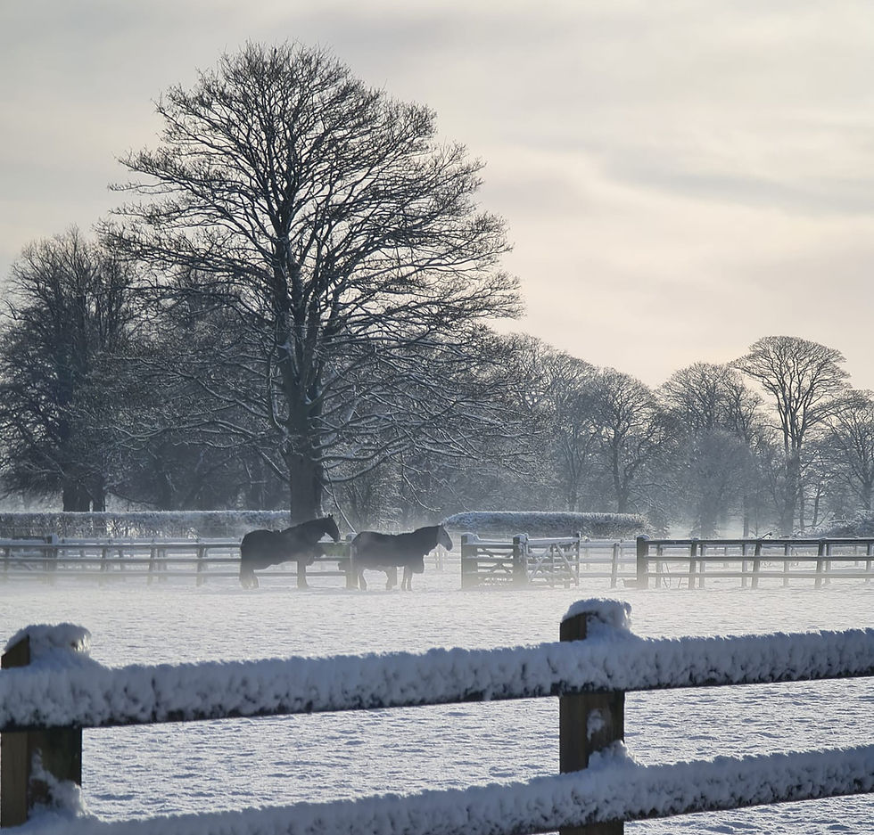 Horses in the snow