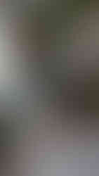 The Best Office Wolf