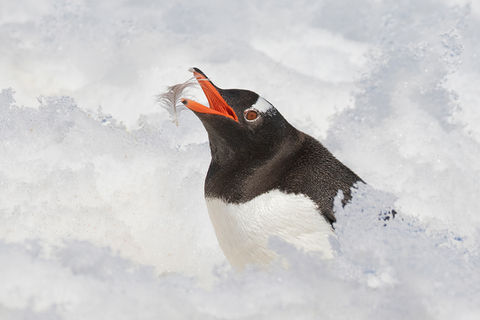 Gentoo Penguin Preening_Dee Langevin.jpg