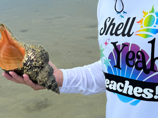 Look at this huge empty Horse Conch we found Kayaking Shell Key Preserve lagoon!