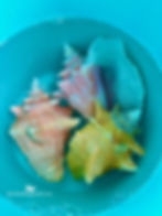 Queen Conch shells sitting in freshwater after an overnight 100% bleach bath.