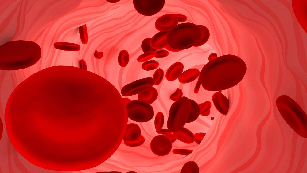 Blood Circulation's Role