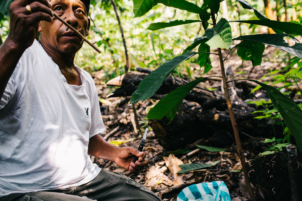 chocolate, fair trade food, fair trade photography, Cacao, Alter Eco, documentary photography, ecuador